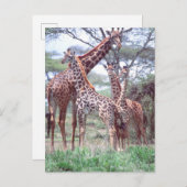 Giraffengruppe oder Herde w/ Young, Giraffa Postkarte (Vorne/Hinten)