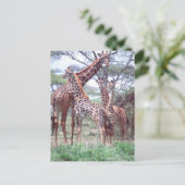 Giraffengruppe oder Herde w/ Young, Giraffa Postkarte (Stehend Vorderseite)