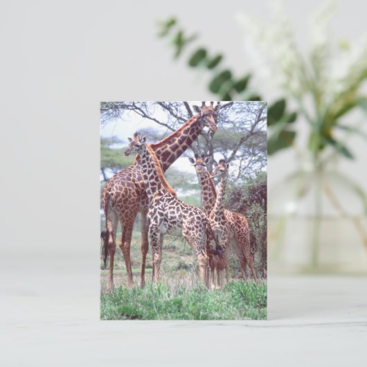 Giraffengruppe oder Herde w/ Young, Giraffa Postkarte (Stehend Vorderseite)