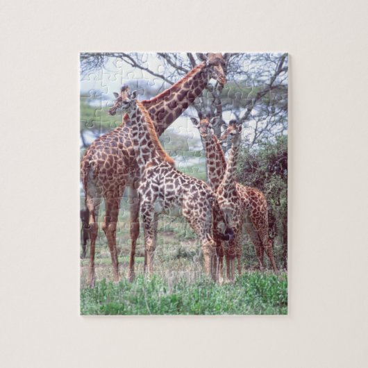Giraffengruppe oder Herde w/ Young, Giraffa Puzzle (Vertikal)
