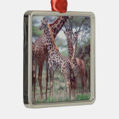 Giraffengruppe oder Herde w/ Young, Giraffa Silbernes Ornament (Rechts)