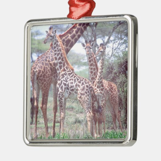 Giraffengruppe oder Herde w/ Young, Giraffa Silbernes Ornament (Links)