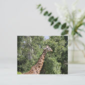 Giraffenhals Postkarte (Stehend Vorderseite)