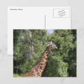 Giraffenhals Postkarte (Vorne/Hinten)