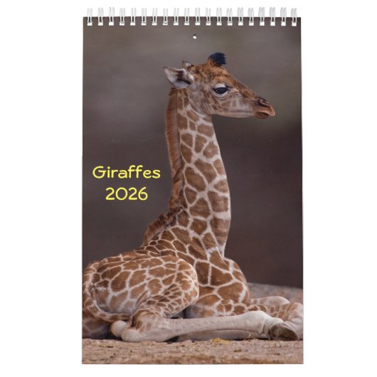 Giraffenkalender Kalender (Titelbild)
