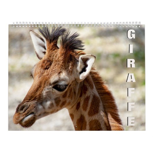 Giraffenkalender Kalender (Titelbild)