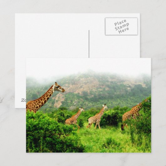 Giraffenkarte Postkarte (Vorne/Hinten)