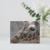 Giraffenkopf Postkarte (Stehend Vorderseite)