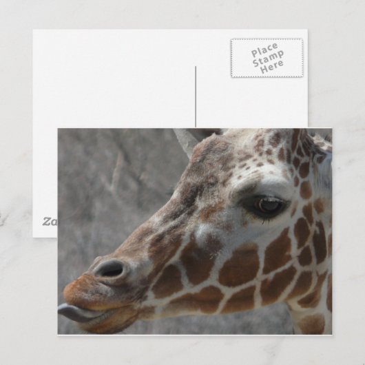 Giraffenkopf Postkarte (Vorne/Hinten)