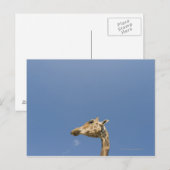Giraffenkopf Postkarte (Vorne/Hinten)