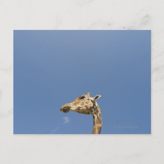 Giraffenkopf Postkarte (Vorderseite)