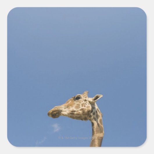 Giraffenkopf Quadratischer Aufkleber (Vorderseite)