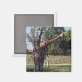 Giraffenmagnet Magnet (Vorderseite/Rückseite)