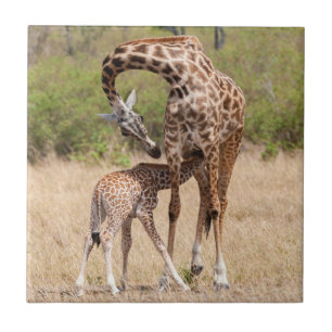 Giraffenmutter und -baby in Kenia Fliese
