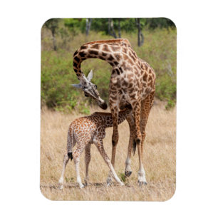 Giraffenmutter und -baby in Kenia Magnet