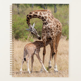 Giraffenmutter und Baby in Kenia Planer