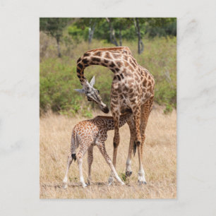 Giraffenmutter und -baby in Kenia Postkarte