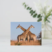 Giraffenpaar Postkarte (Stehend Vorderseite)