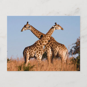 Giraffenpaar Postkarte