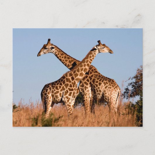 Giraffenpaar Postkarte (Vorderseite)