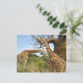 Giraffenpaar Postkarte (Stehend Vorderseite)