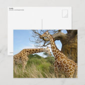 Giraffenpaar Postkarte (Vorne/Hinten)
