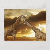 Giraffenparadies Postkarte (Vorderseite)