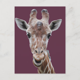 Giraffenplättchen Postkarte