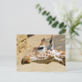 Giraffenportrait Postkarte (Stehend Vorderseite)