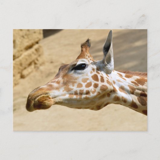 Giraffenportrait Postkarte (Vorderseite)