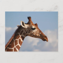 Giraffenportrait Postkarte