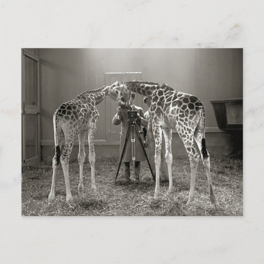 Giraffenporträt, 1926 postkarte (Vorderseite)