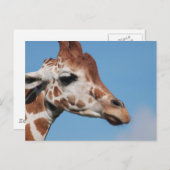 Giraffenprofil Postkarte (Vorne/Hinten)
