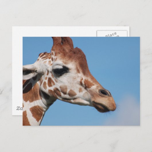 Giraffenprofil Postkarte (Vorne/Hinten)