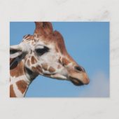 Giraffenprofil Postkarte (Vorderseite)