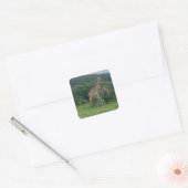 Giraffensticker Quadratischer Aufkleber (Umschlag)
