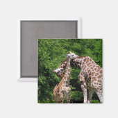 Giraffenumarmung Magnet (Vorderseite/Rückseite)