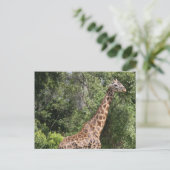 Giraffenweg Postkarte (Stehend Vorderseite)