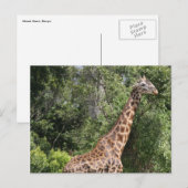 Giraffenweg Postkarte (Vorne/Hinten)