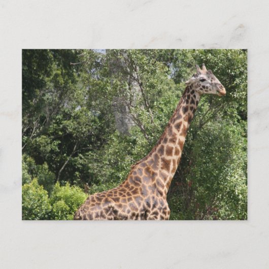 Giraffenweg Postkarte (Vorderseite)