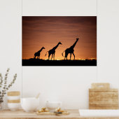 Giraffes at Sunset Poster (Küche)