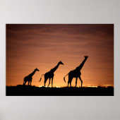 Giraffes at Sunset Poster (Vorne)