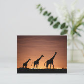 Giraffes at Sunset Postkarte (Stehend Vorderseite)