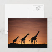 Giraffes at Sunset Postkarte (Vorne/Hinten)
