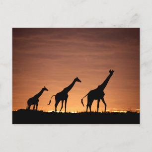 Giraffes at Sunset Postkarte