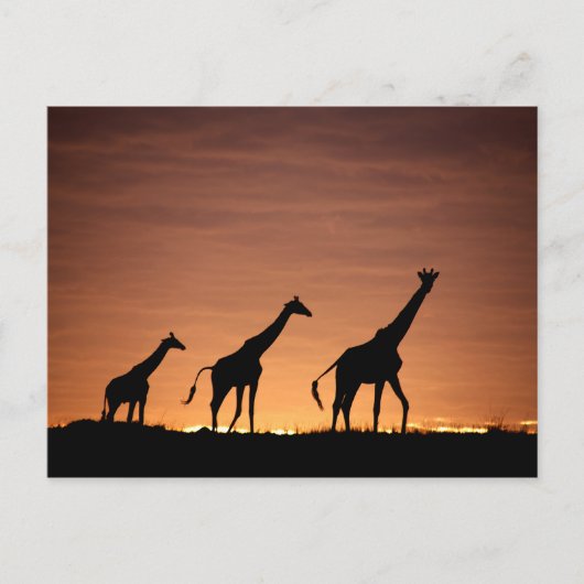 Giraffes at Sunset Postkarte (Vorderseite)