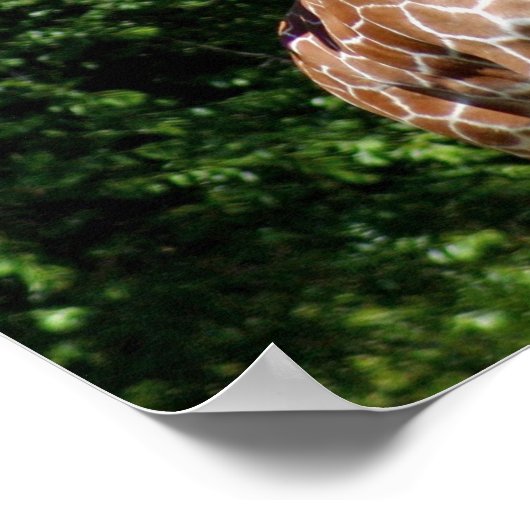 Giraffes Hugging Poster (Ecke)