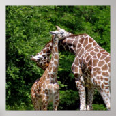 Giraffes Hugging Poster (Vorne)