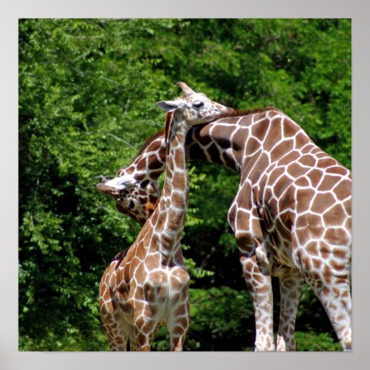 Giraffes Hugging Poster (Vorne)