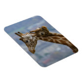 Giraffes Neck und Neck Magnet (Rechte Seite)